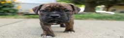 Beabull dogs for sale: Ashton  - Ad 6