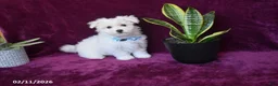Maltese dogs for sale: Jaylon - Ad 2