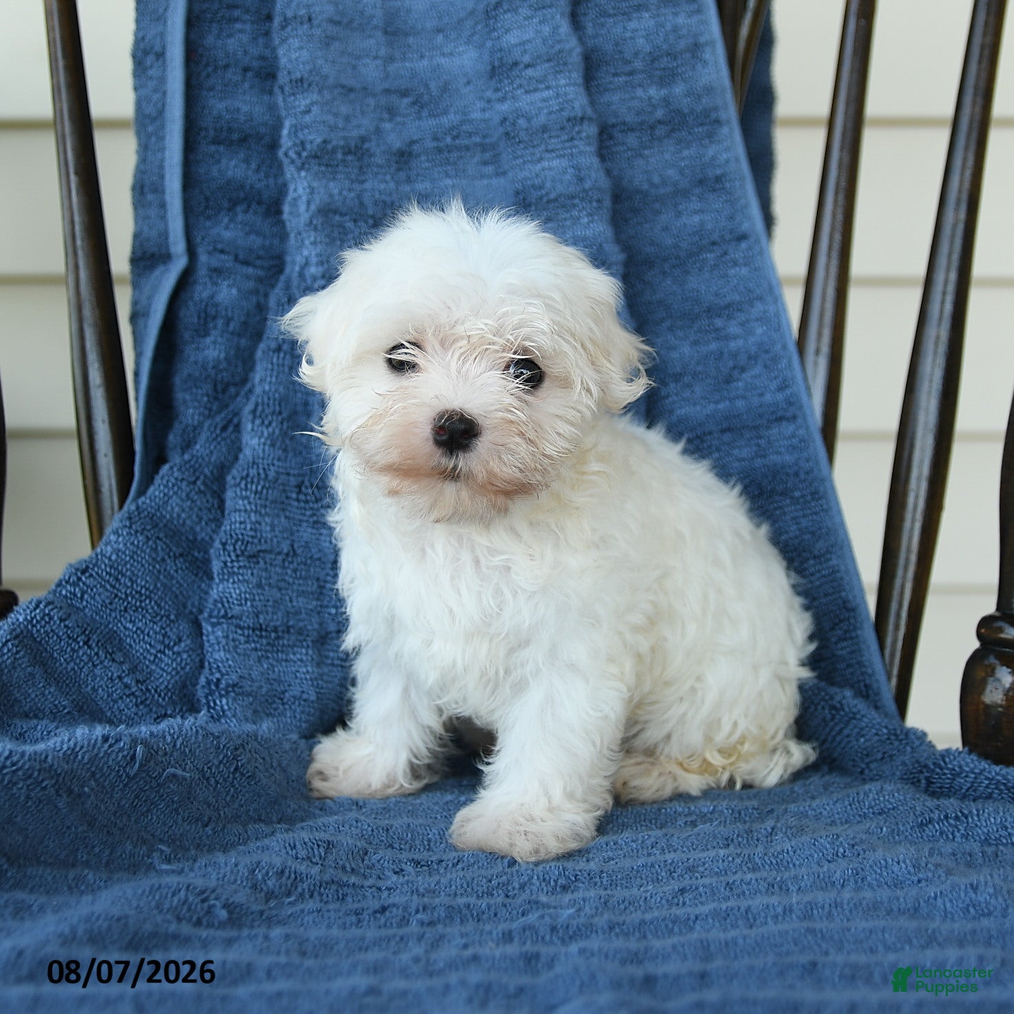 Maltese dogs Sharron - Ad 1