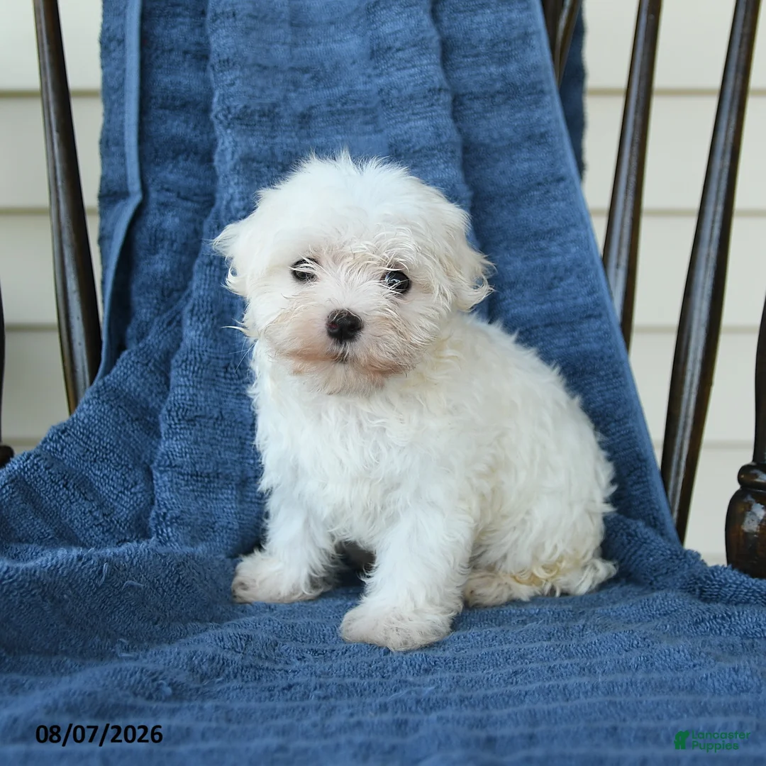 Maltese dogs for sale: Sharron - Ad 1