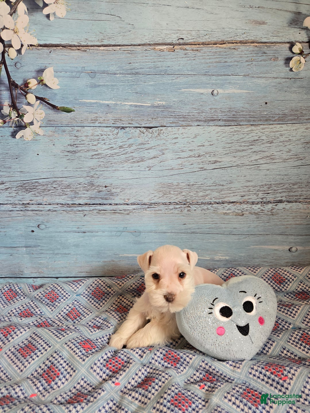 Miniature Schnauzer dogs for sale: OLAF, Miniature Schnauzer Puppy  - Ad 1