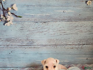 Miniature Schnauzer dogs OLAF, Miniature Schnauzer Puppy - Ad 8