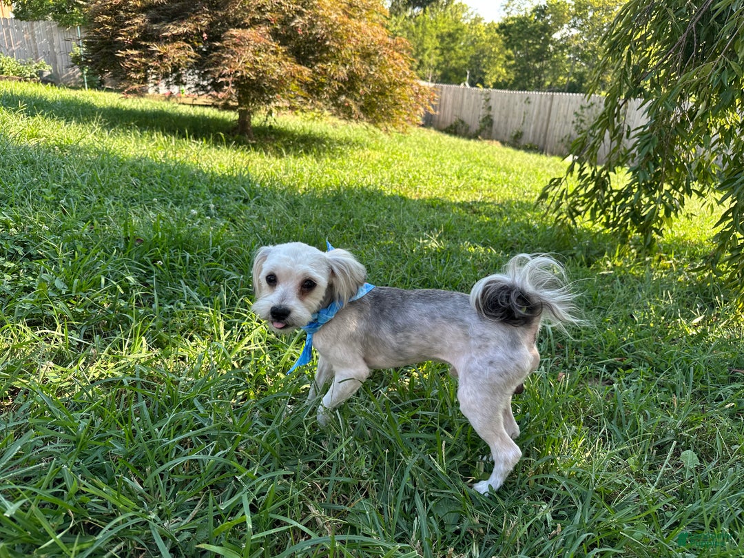 Yorkiepoo dogs for sale: Gilbert - Ad 3