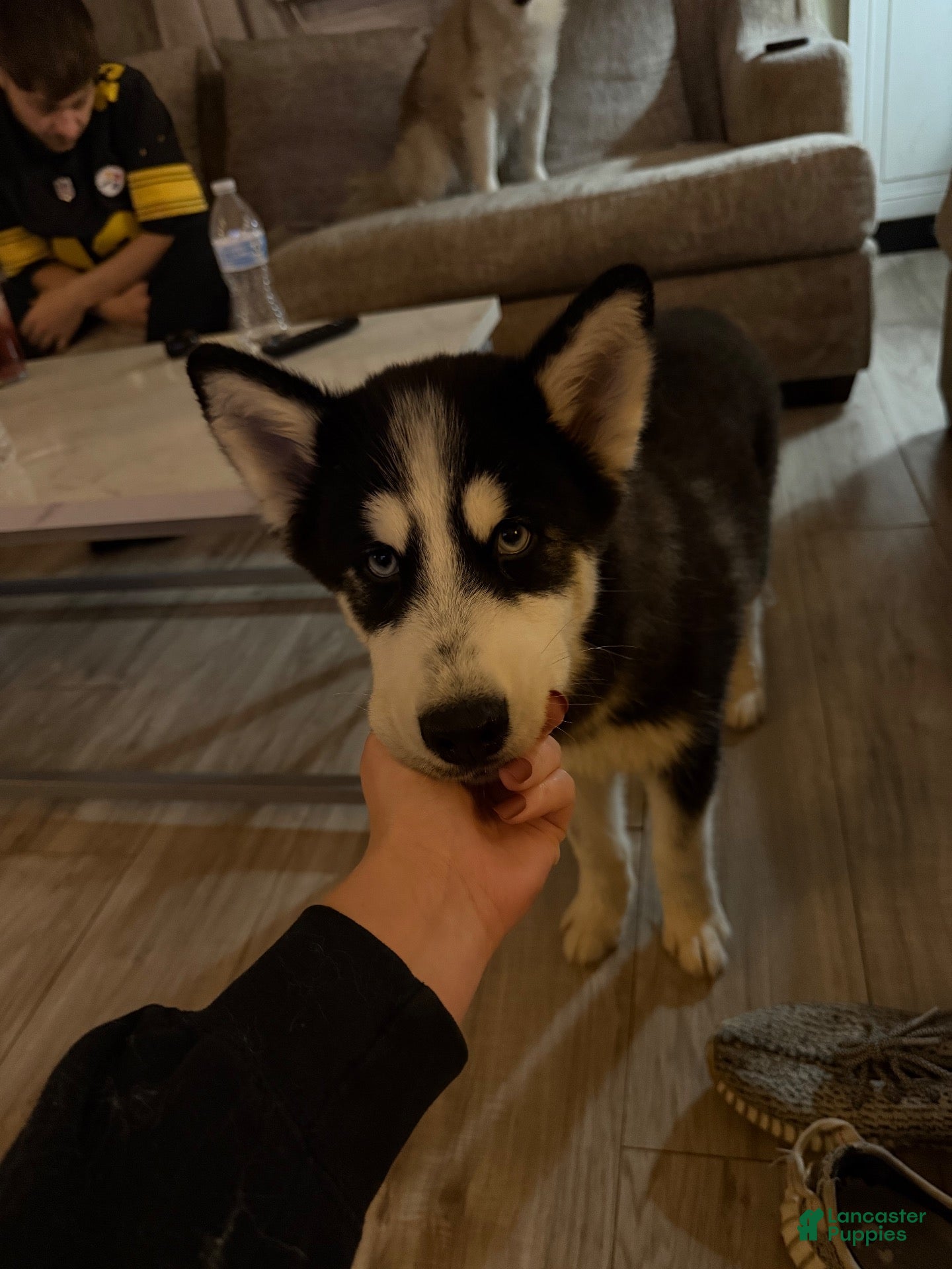 Pomsky dogs for sale: Fin - Ad 35