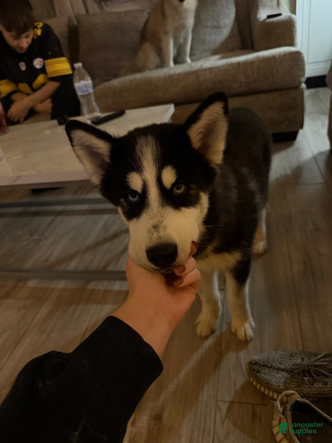 Pomsky dogs for sale: Fin - Ad 1