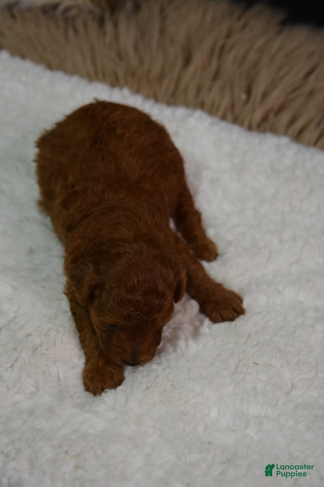 Toy Poodle dogs for sale: Toy Poodle Puppy 2 - Ad 3