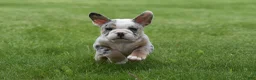 Beabull dogs for sale: Zelda - Ad 5