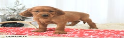 Irish Setter dogs for sale: Bubbles - Ad 4