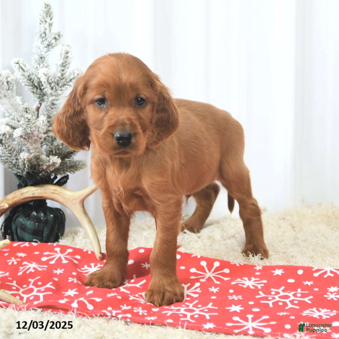 Irish Setter dogs for sale: Bubbles - Ad 4