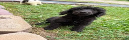 Standard Poodle dogs for sale: Standard Poodle 1 - Ad 3