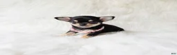 Chihuahua dogs for sale: Tiny Sasha - Ad 2