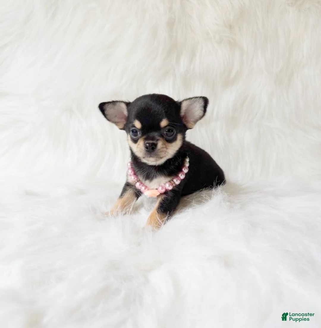 Chihuahua dogs for sale: Tiny Sasha - Ad 2
