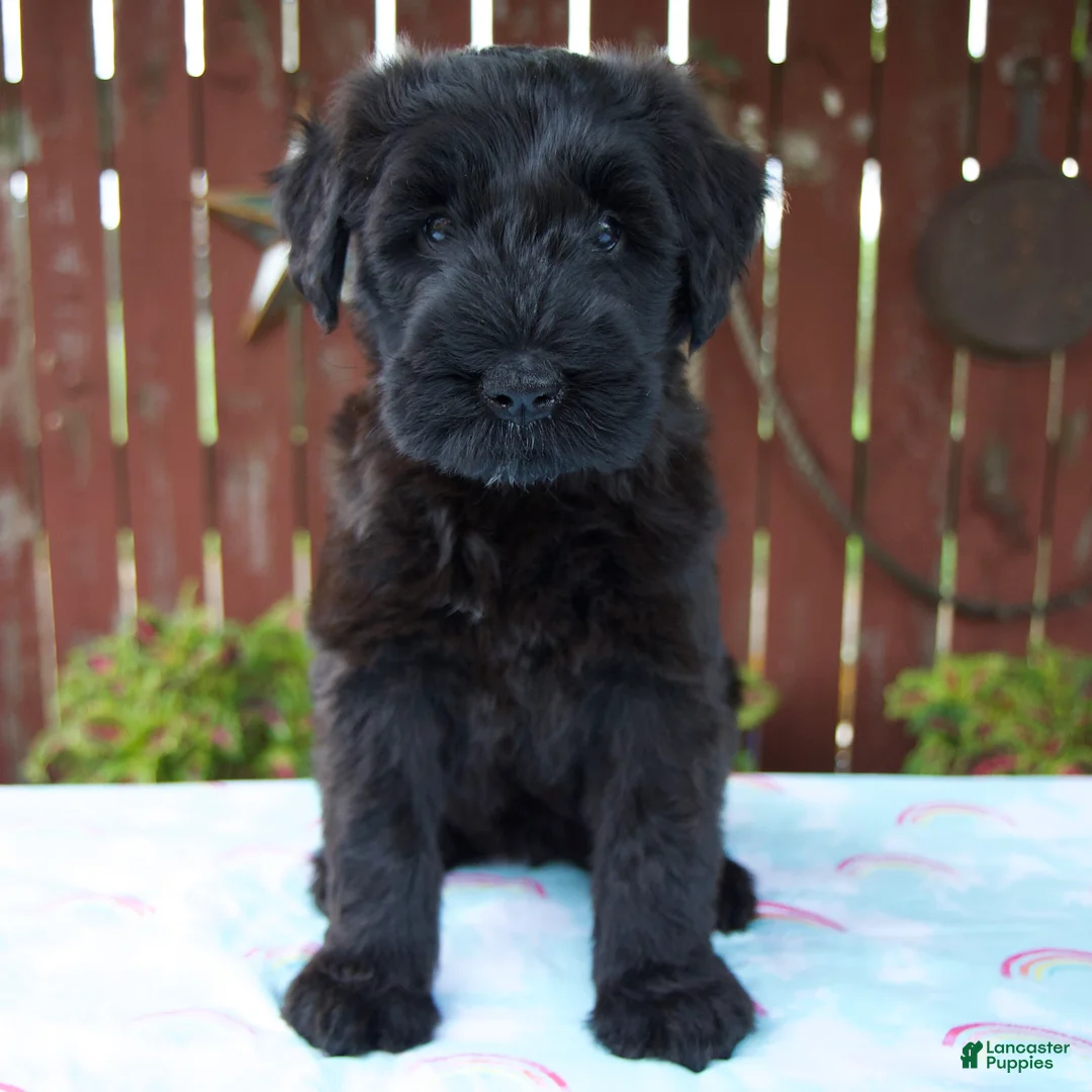 Giant Schnauzer dogs for sale: Lorraine - Ad 1