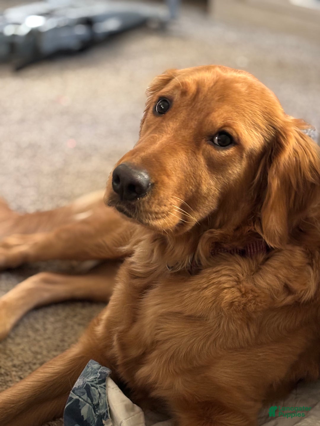 Golden Retriever dogs for sale: Pink Female - Ad 2