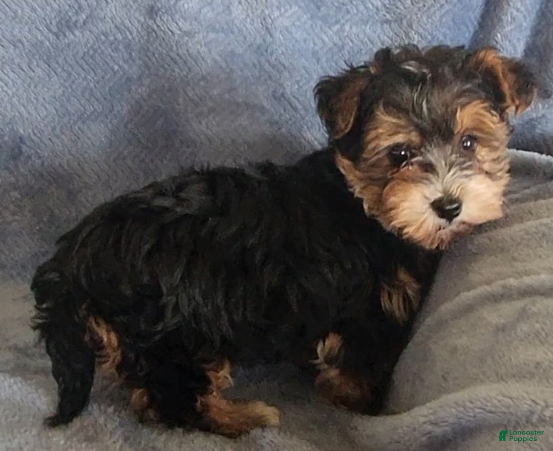 Yorkiepoo dogs for sale: Boyd - Ad 5