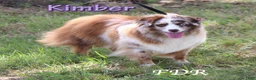Toy Australian Shepherd dogs for sale: Sashimi - Ad 6
