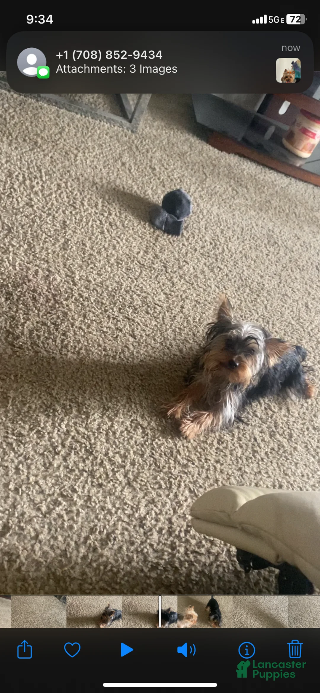 Yorkshire Terrier dogs for sale: Yorkshire Terrier Puppy 1 - Ad 3