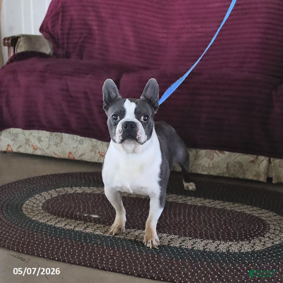 Boston Terrier dogs Rocket - Ad 1