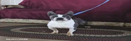 Boston Terrier dogs for sale: Rocket - Ad 1