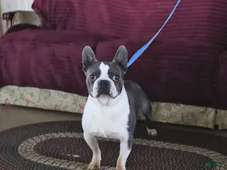 Boston Terrier dogs for sale: Rocket - Ad 2
