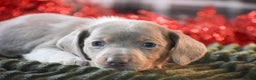 Dachshund dogs for sale: Peppermint - Ad 4