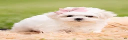 Maltese dogs for sale: Poppy AKC - Ad 3