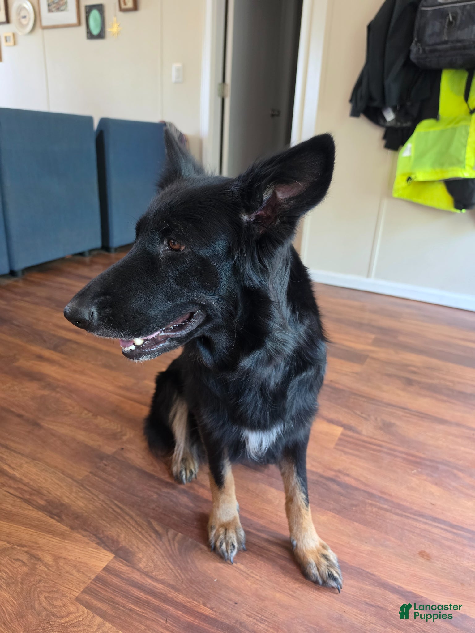 Mixed Breed dogs Mixed Breed Puppy 1 - Ad 2