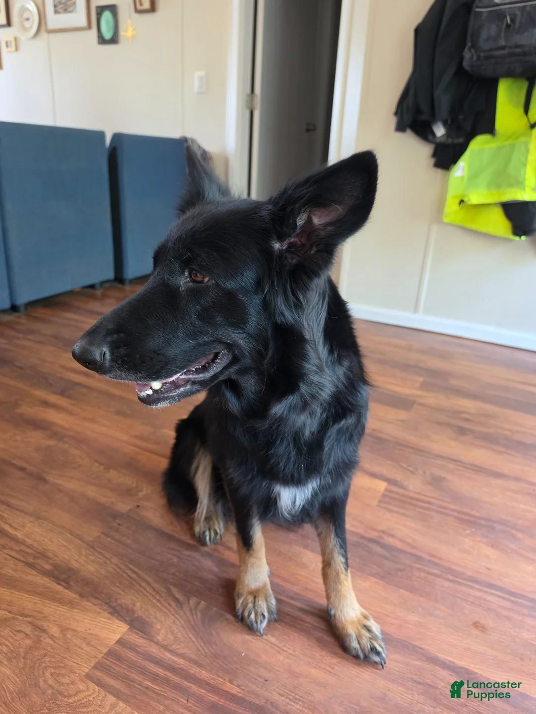 Mixed Breed dogs for sale: Mixed Breed Puppy 1 - Ad 2