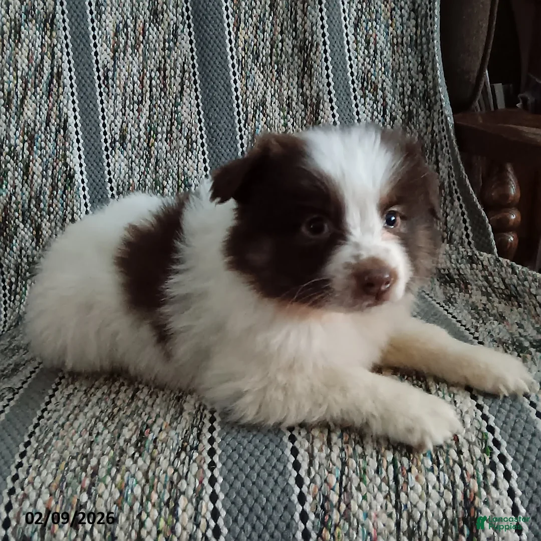 Miniature Australian Shepherd dogs for sale: Muffin - Ad 2