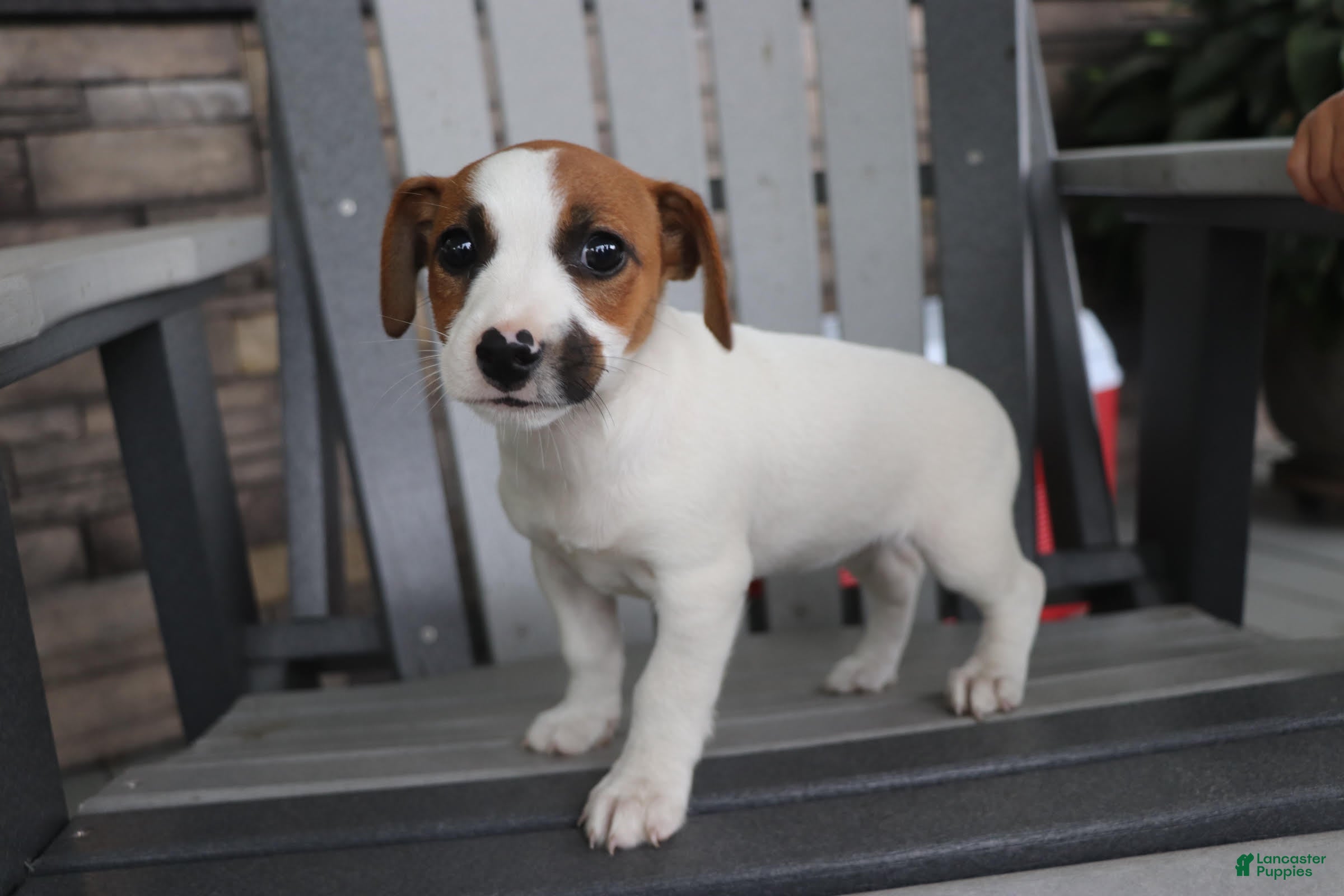 Jack Russell Terrier dogs for sale: Patty - Ad 1