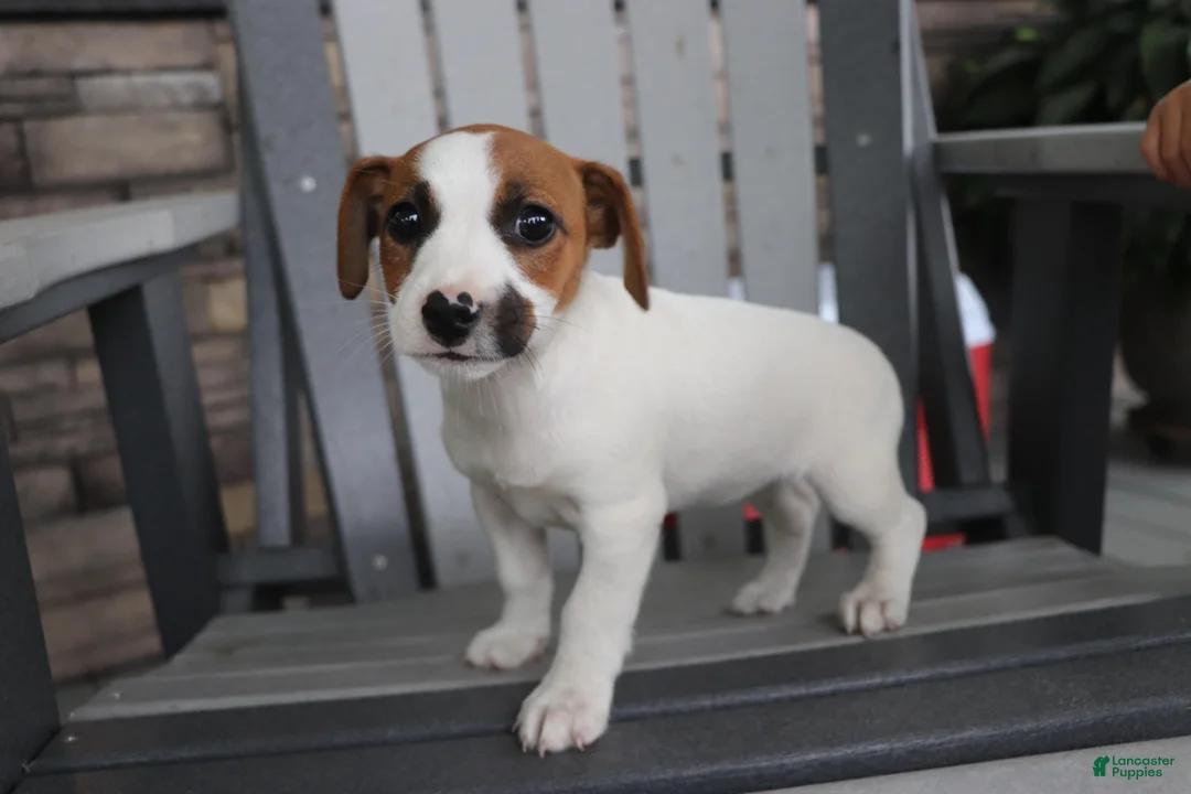 Jack Russell Terrier dogs for sale: Patty - Ad 1