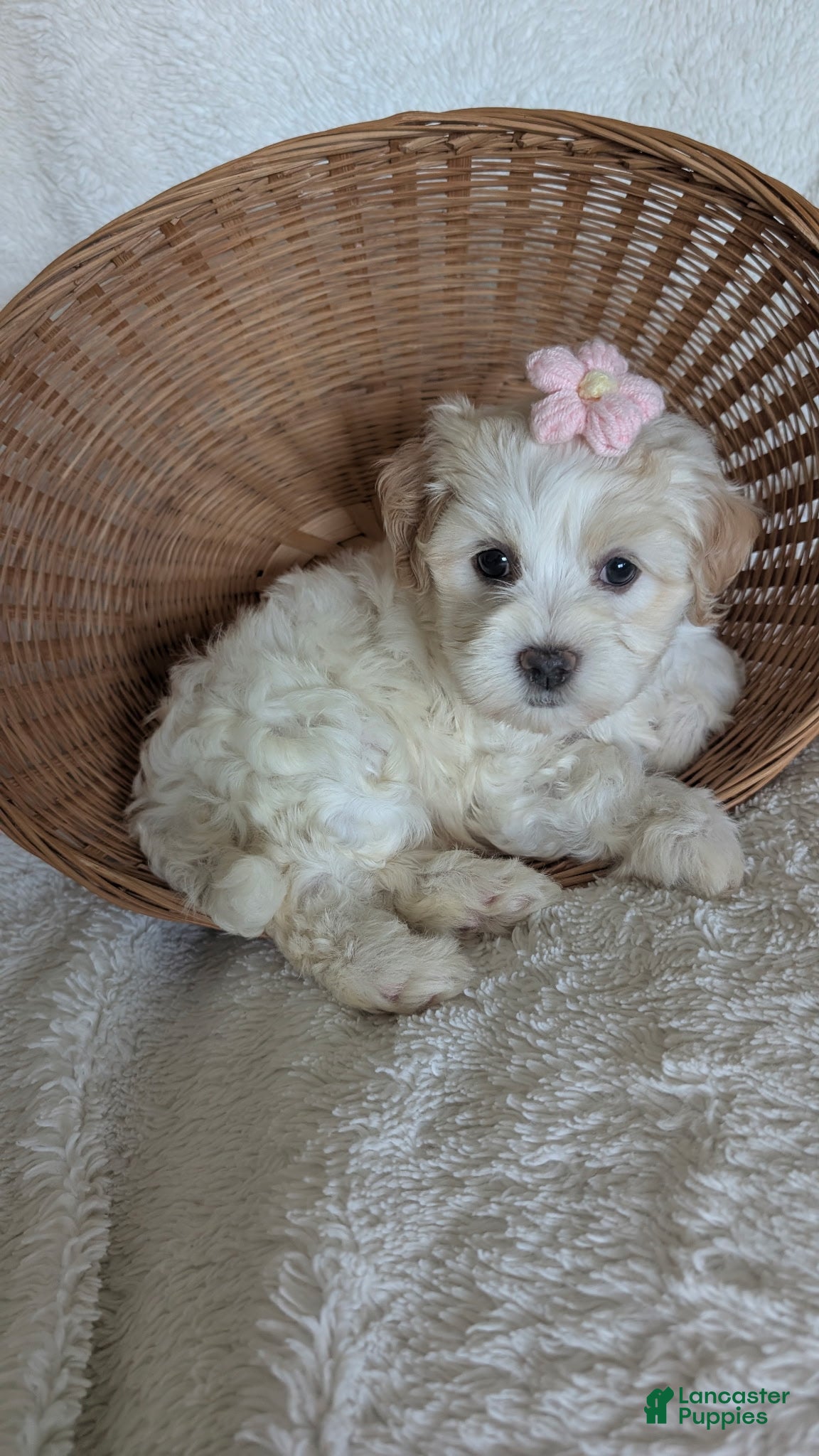 Havanese dogs Flurry  - Ad 1