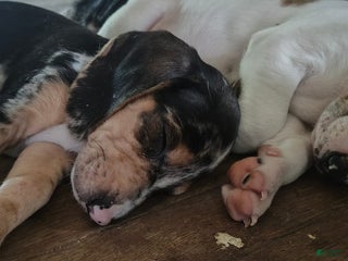 Mixed Breed dogs - Ad 32