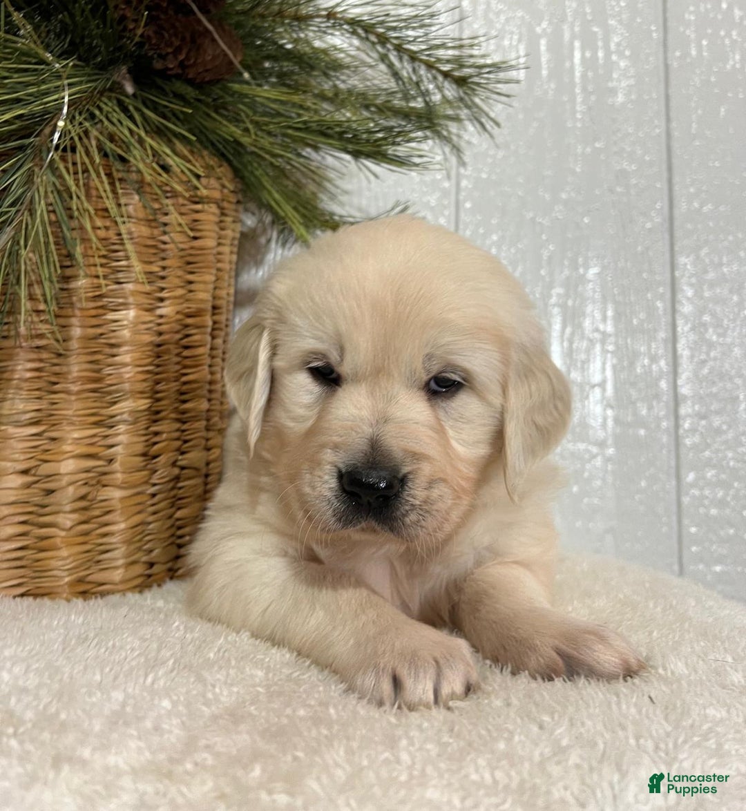 Golden Retriever dogs for sale: Rosie - Ad 9