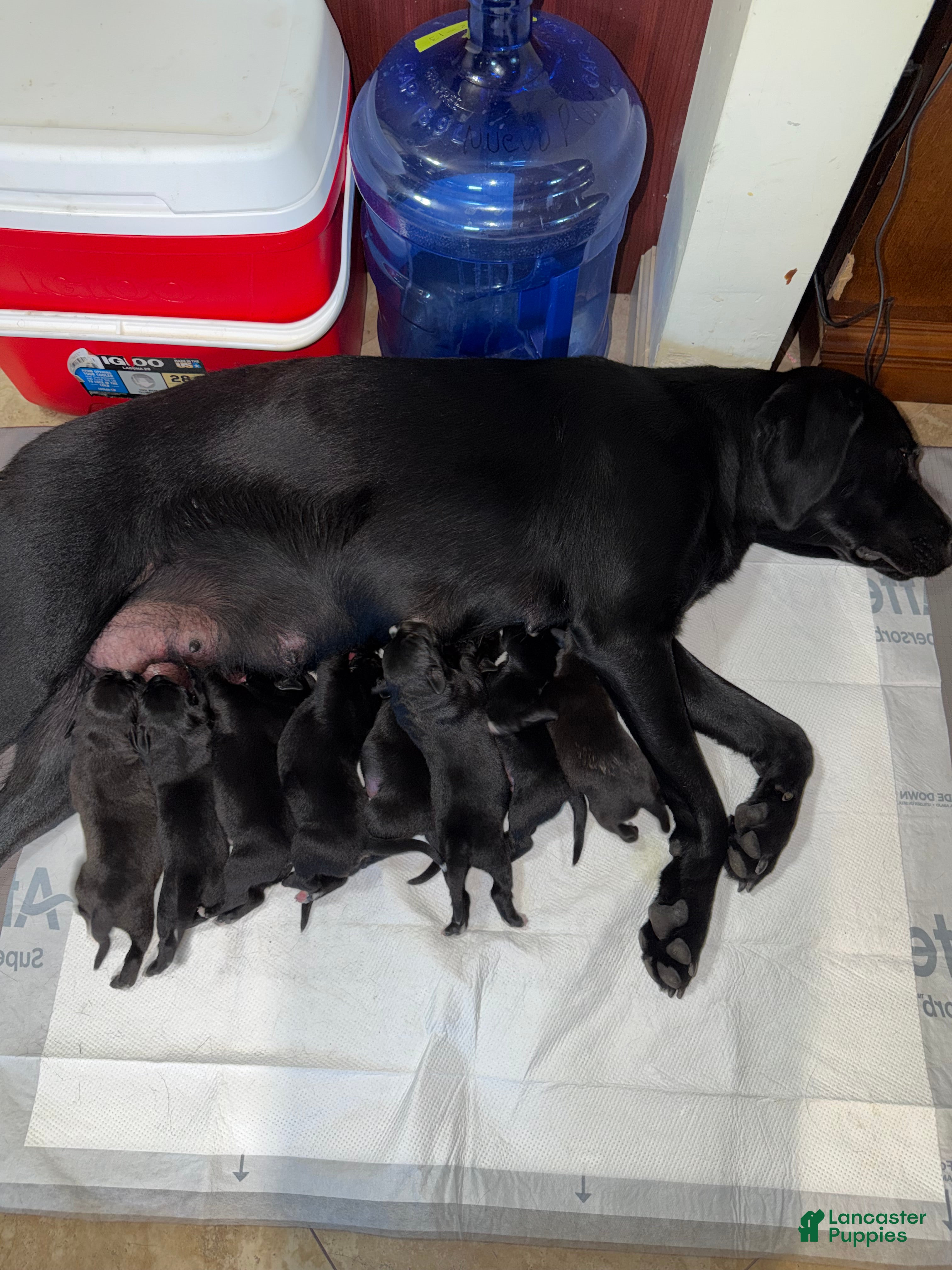 Mixed Breed dogs Mixed Breed 5 - Ad 1