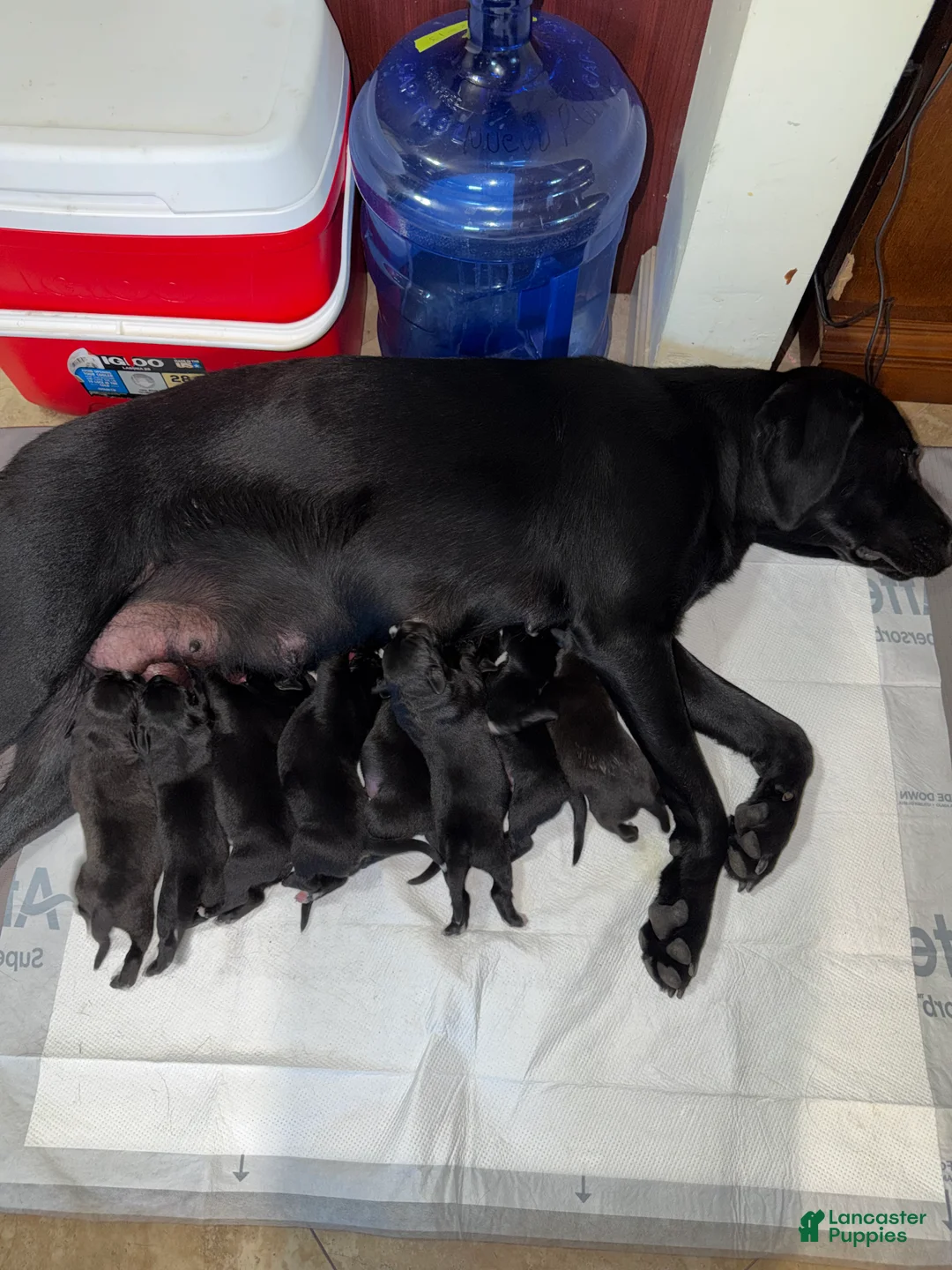 Mixed Breed dogs for sale: Mixed Breed 5 - Ad 1