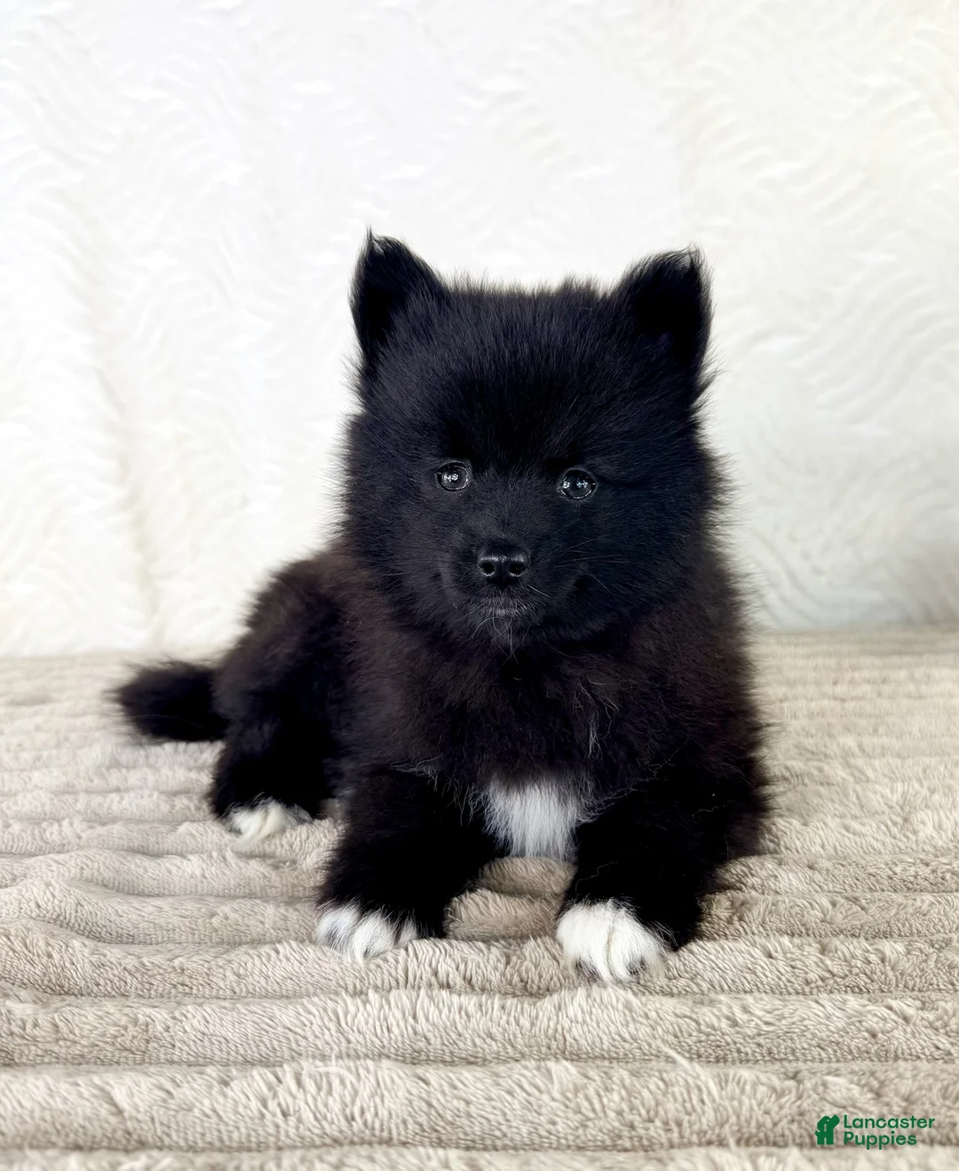 Pomsky dogs for sale: Pepper - Ad 2