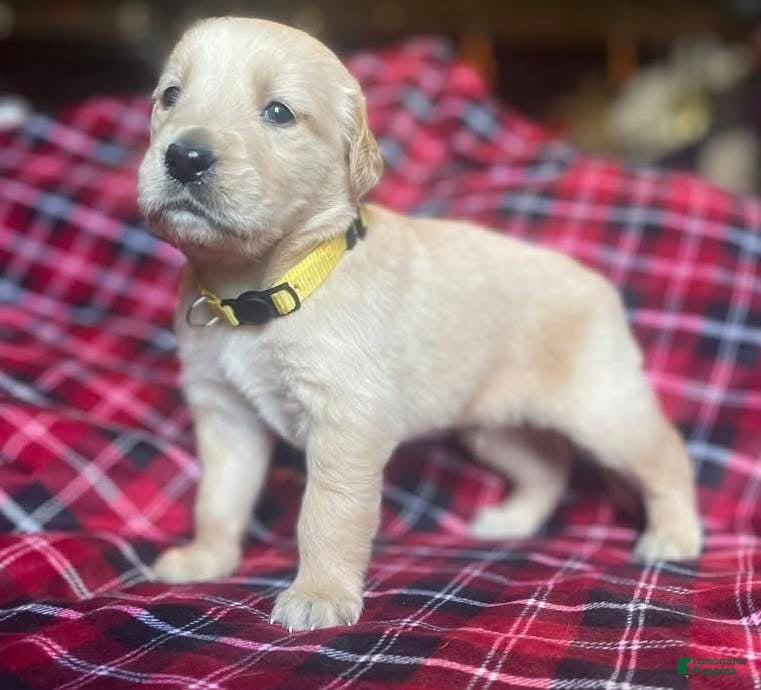 Golden Retriever dogs Bradley - Ad 20