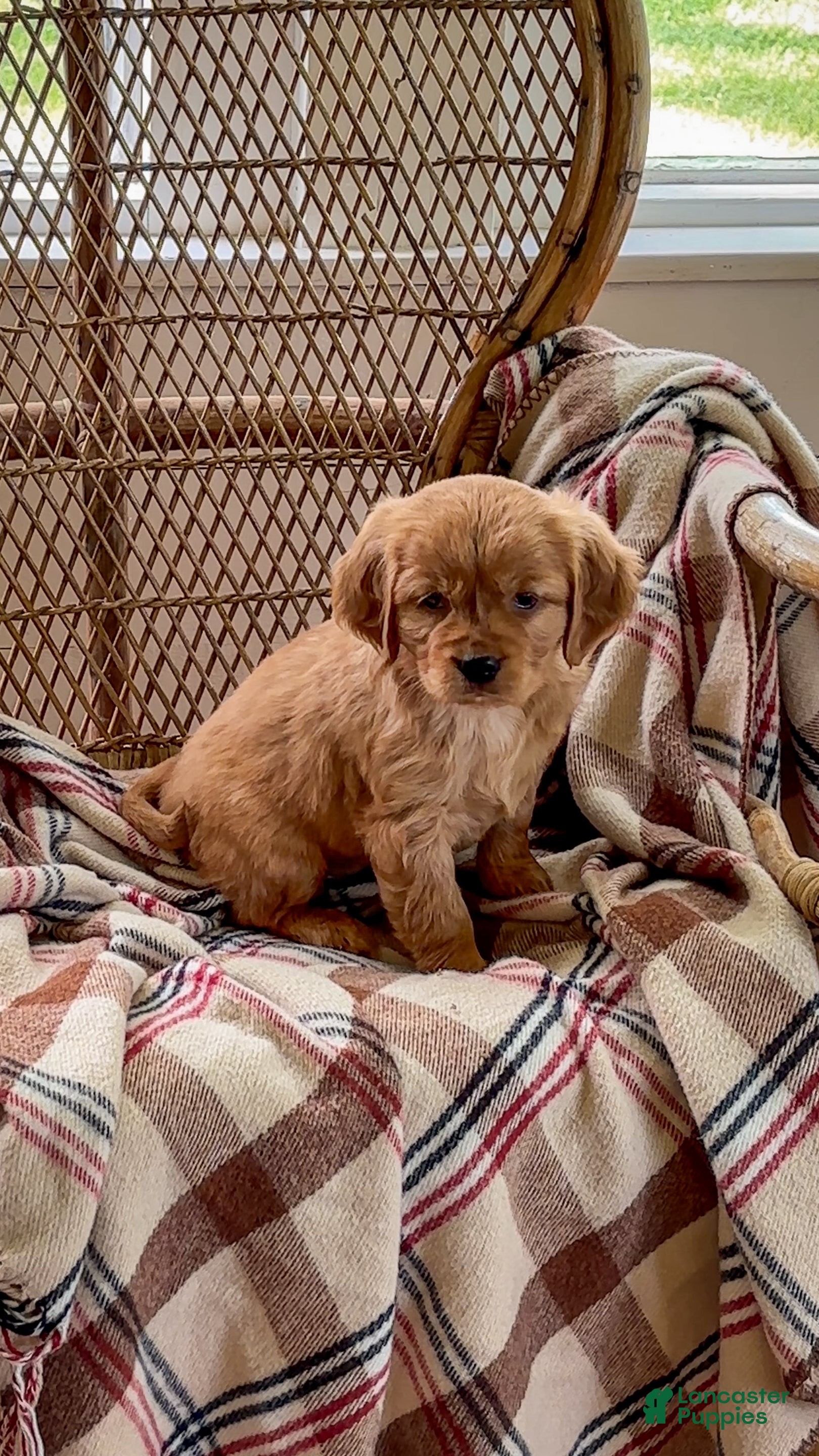 Lexi (Golden Retriever, Female) in Cochranville, PA