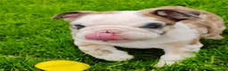 English Bulldog dogs for sale: Bailey  - Ad 3