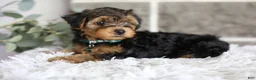 Yorkiepoo dogs for sale: Bentley - Ad 12