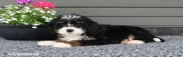 Mini Bernedoodle dogs for sale: Tiana - Ad 3