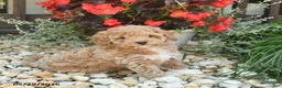 Toy Poodle dogs for sale: Joker - Ad 3