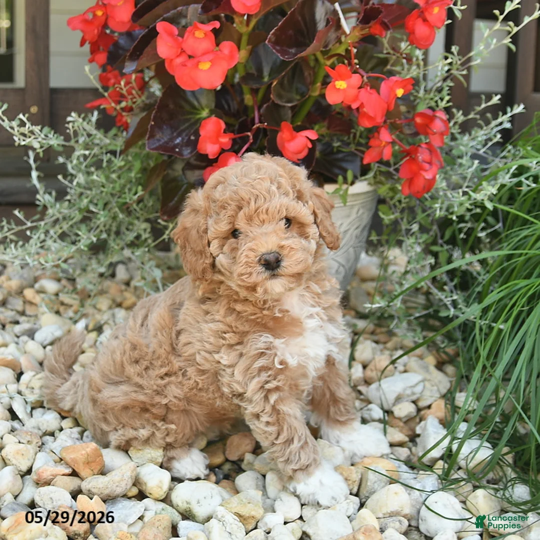 Toy Poodle dogs for sale: Joker - Ad 3