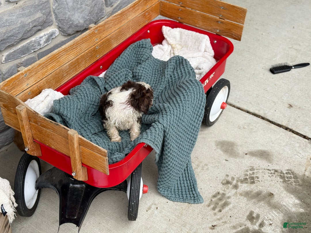 Cavapoo dogs for sale: Arlo - Ad 54