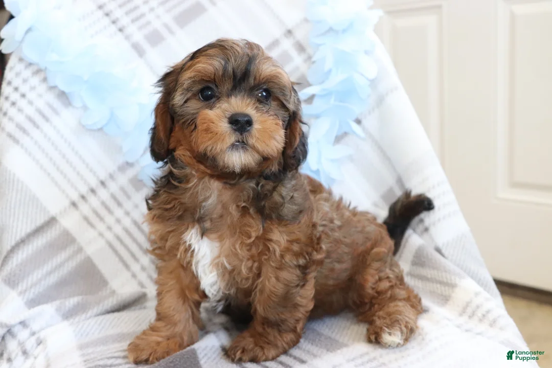 Shih Tzu dogs for sale: Wiggles  - Ad 1