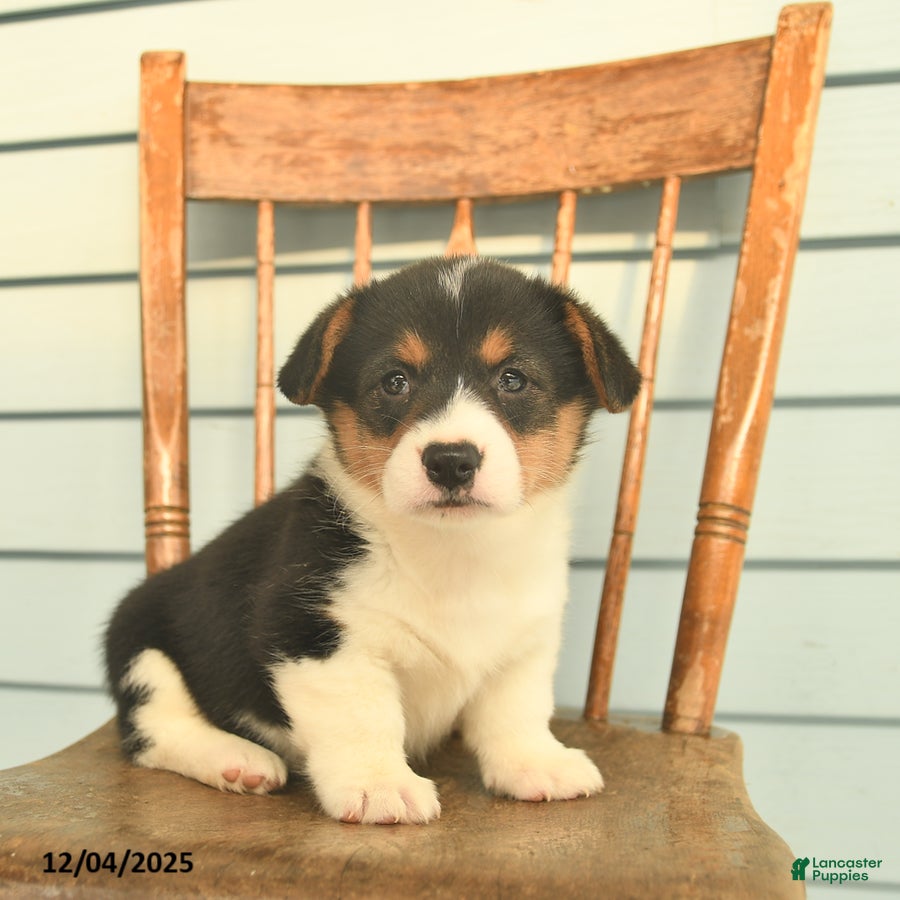 Welsh Corgi Pembroke dogs Sunny  - Ad 5