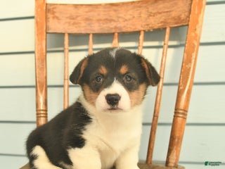 Welsh Corgi Pembroke dogs Sunny - Ad 21