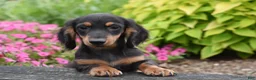 Miniature Dachshund dogs for sale: Colt - Ad 1