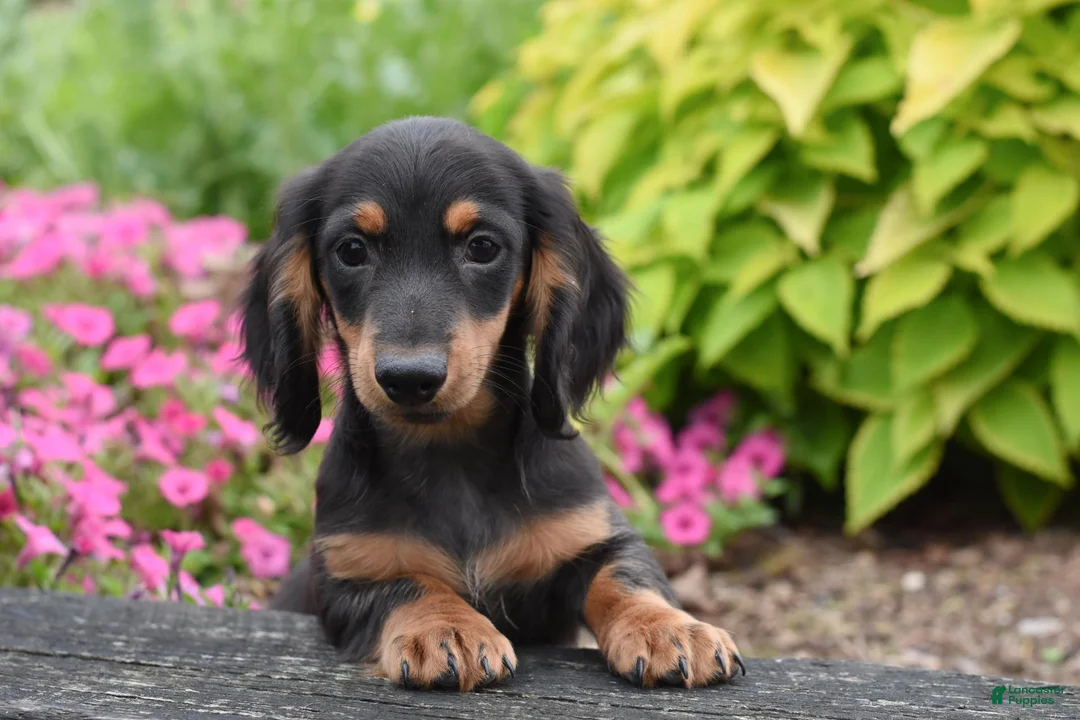 Miniature Dachshund dogs for sale: Colt - Ad 1